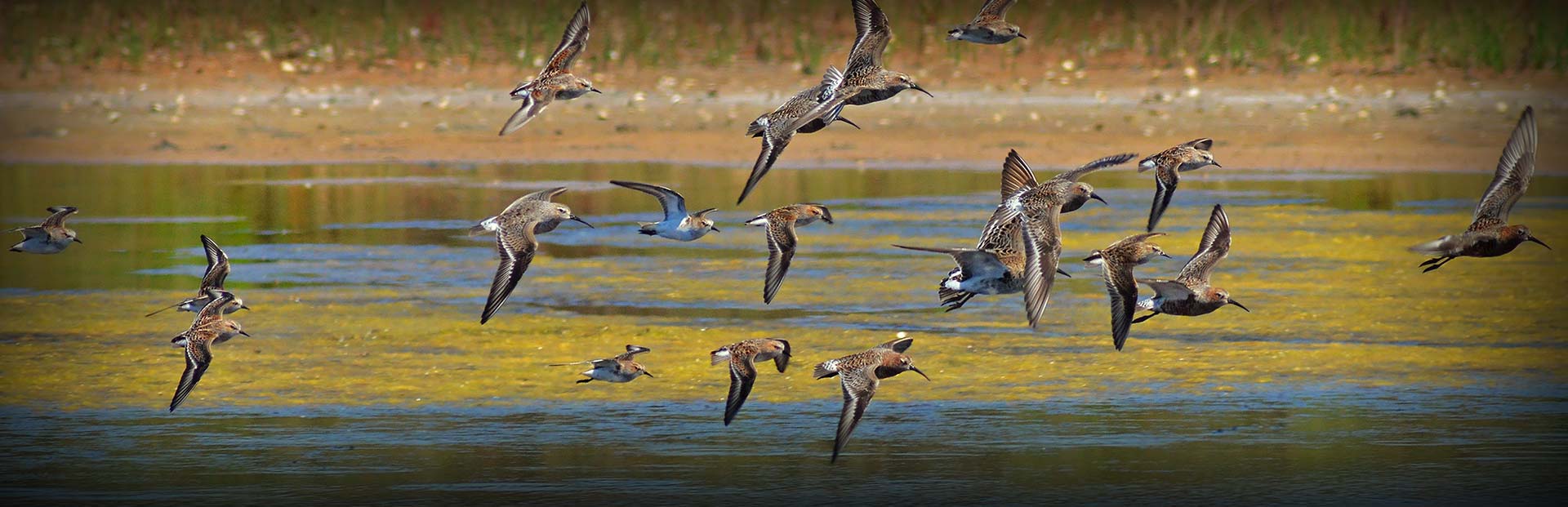 Bird Hunting in Florida