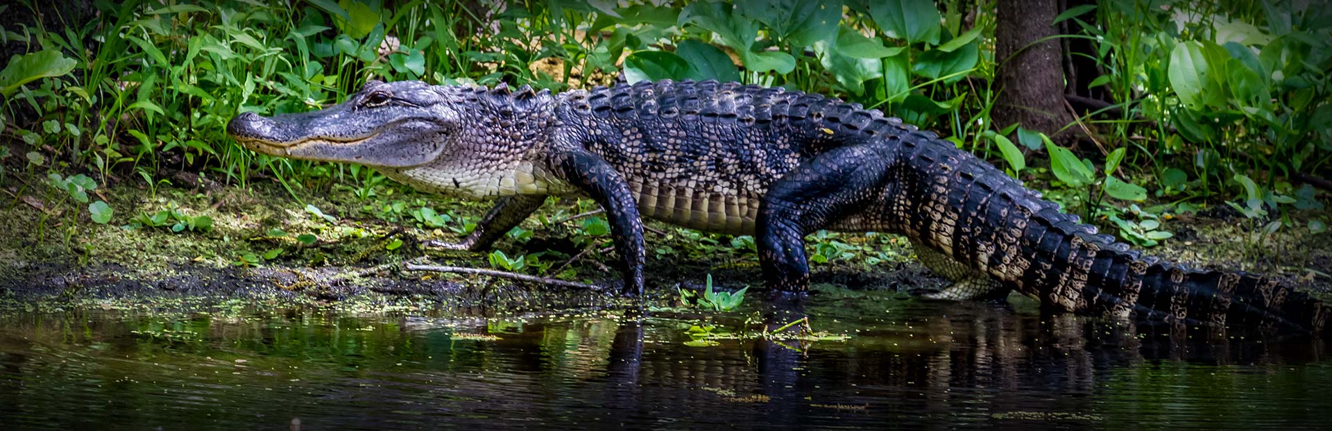 Florida Gator Hunting