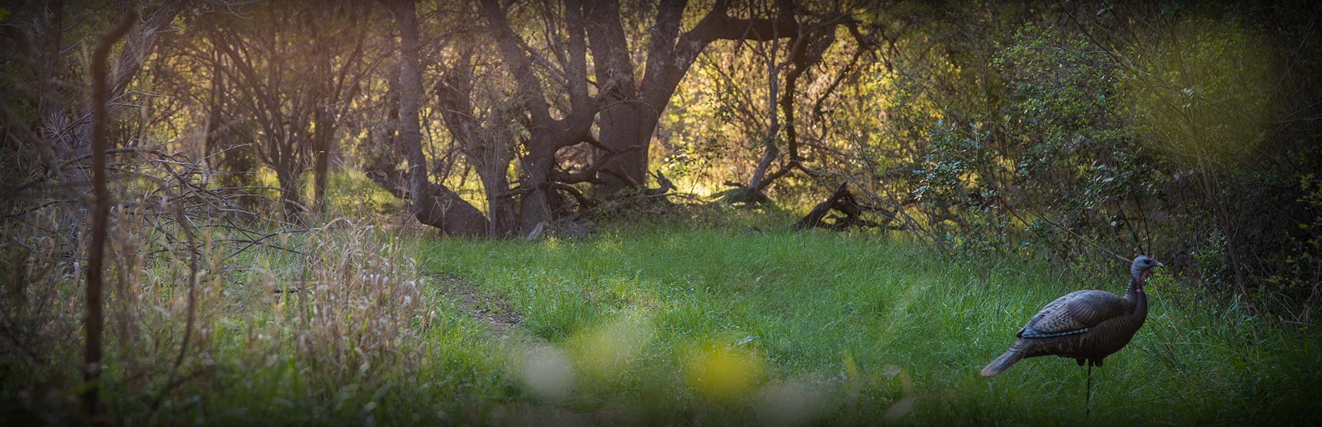 Florida Osceola Turkey Hunting
