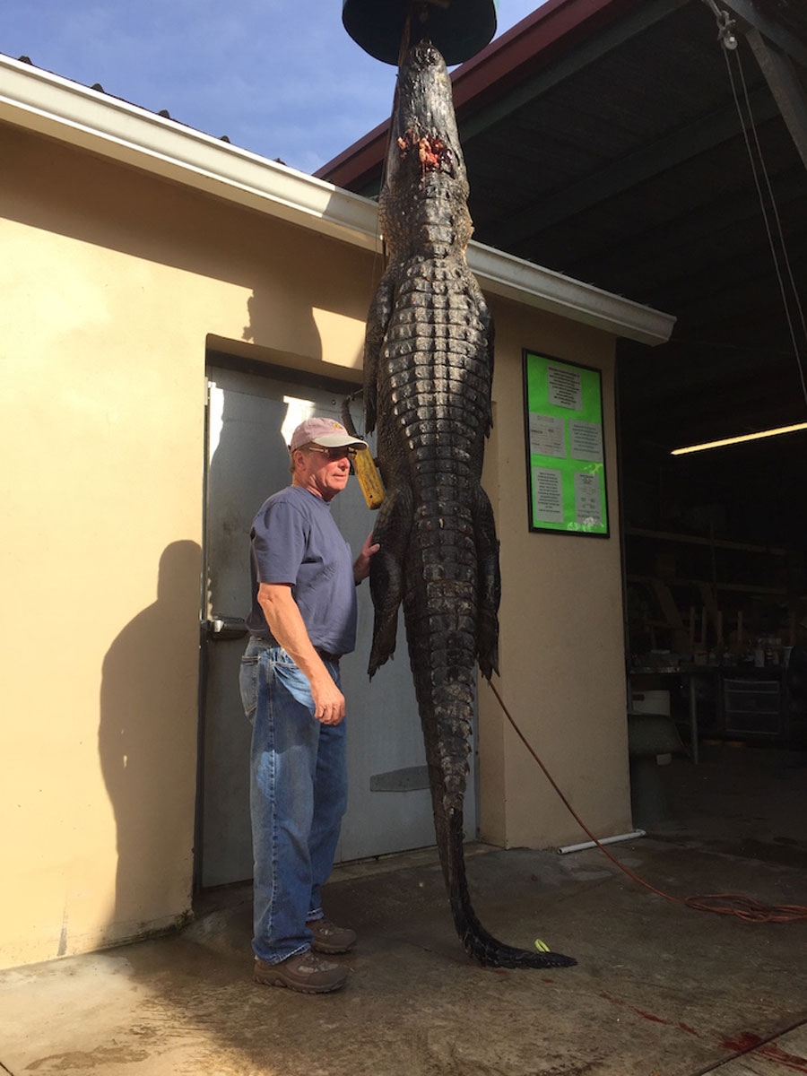 Alligator Hunting Rates & Dates