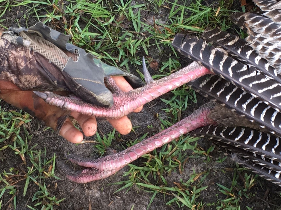 Turkey Hunting Rates & Dates